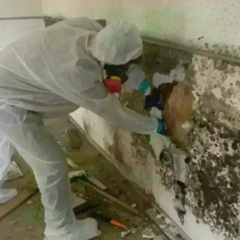 Mold Remediation and Removal in North Castle, NY